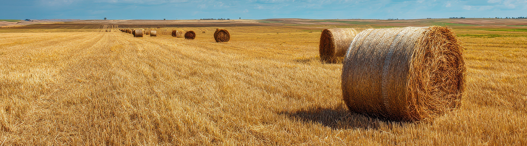Expansive Blue Sky Overgleaming Golden Kansas Wheat Field with Round Hay Bales in the Heart of America's Plains